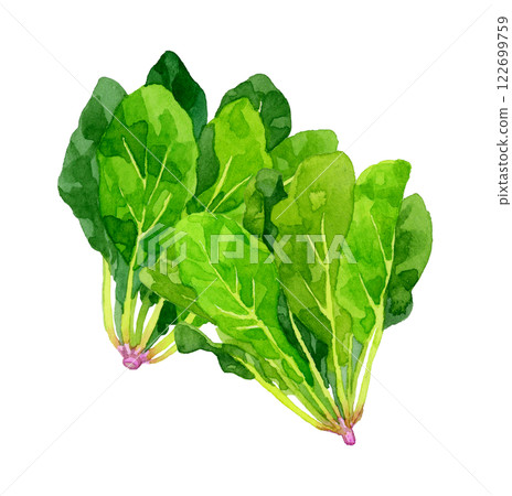 菠菜-新鮮蔬菜手繪水彩插畫 菠菜-新鮮蔬菜手繪水彩插畫 122699759