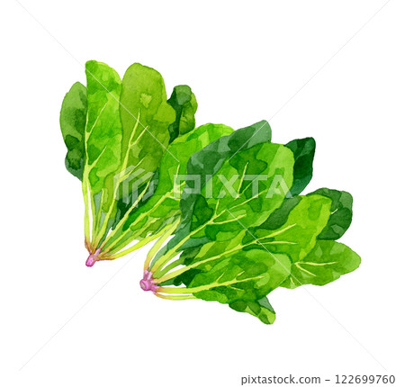 菠菜-新鮮蔬菜手繪水彩插畫 菠菜-新鮮蔬菜手繪水彩插畫 122699760