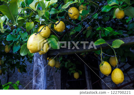 Lemones on trees in Limone Sul Garda town on shore of Lake Garda, Italy, Europe. 122700221