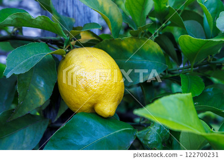 Lemone on tree in Limone Sul Garda town on shore of Lake Garda, Italy, Europe. Lemone on tree in Limone Sul Garda town on shore of Lake Garda, Italy, Europe. 122700231