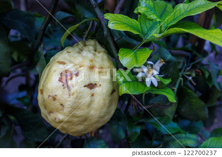 Lemone on tree in Limone Sul Garda town on shore of Lake Garda, Italy, Europe. Lemone on tree in Limone Sul Garda town on shore of Lake Garda, Italy, Europe. 122700237