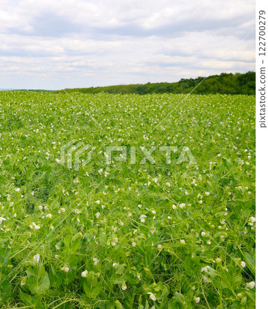 Green field with flowering peas and blue sky. 122700279