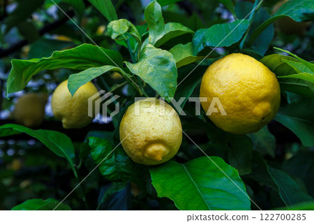 Lemones on trees in Limone Sul Garda town on shore of Lake Garda, Italy, Europe. 122700285