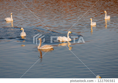 Swan floating on the river 122700381