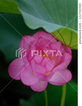 蓮花 122700390
