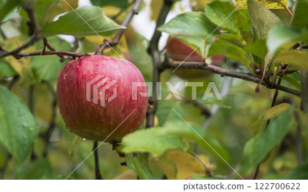 An apple orchard on a rainy day. The apples are Fuji. 122700622