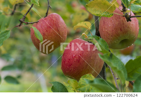 An apple orchard on a rainy day. The apples are Fuji. An apple orchard on a rainy day. The apples are Fuji. 122700624