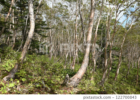 Nikko Shirane Mountain Climbing, Marunuma Route, Tochigi Prefecture 122700843
