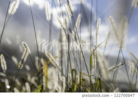 Grass glistening with morning dew Grass glistening with morning dew 122700847