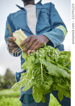 Agriculture and green leaf spinach vegetable farmer on farm or garden field working on plant growth and sustainability of environment close up. Worker farming natural and healthy vegetables in spring Agriculture and green leaf spinach vegetable farmer on farm or garden field working on plant growth and sustainability of environment close up. Worker farming natural and healthy vegetables in spring 122701225