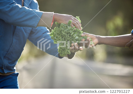 Sustainability, farm environment and kale leaf plants for agriculture harvesting in countryside with growth and nature. Workers in vegetable garden farming with healthy green crops from natural earth 122701227