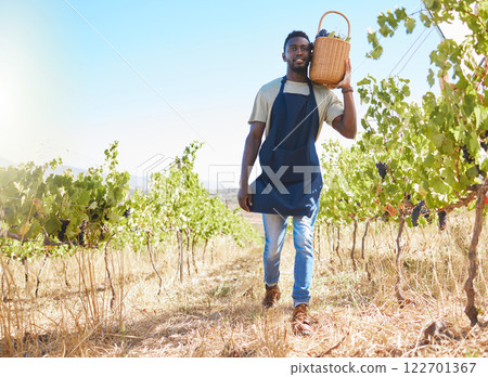 Farm, worker and wine of a man working or collecting grapes at a vineyard outdoors in summer. Farmer at work in agriculture growth, walking with natural healthy fruit for retail business or store. 122701367