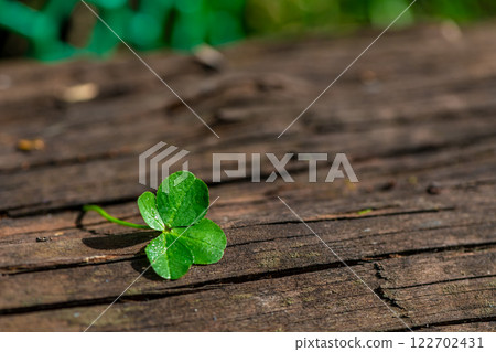 Four-leaf clover on a natural wooden background, a symbol of good luck, with copy space 122702431
