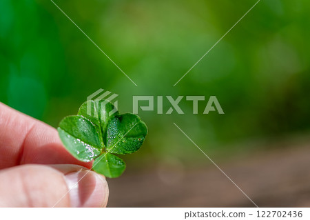 a child's hand holds a plucked green four-leaf clover, a symbol of good luck, with copy space a child's hand holds a plucked green four-leaf clover, a symbol of good luck, with copy space 122702436