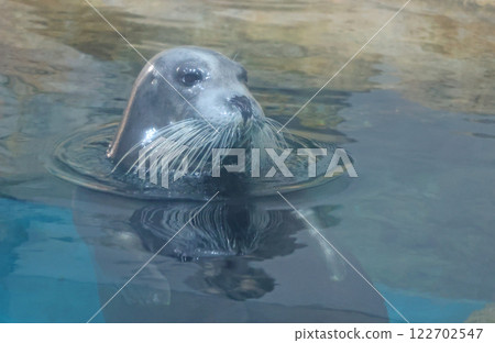 seal seal 122702547