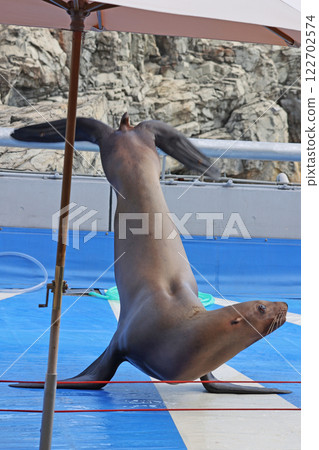 海獅表演 122702574