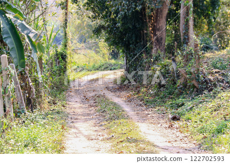A winding dirt road surrounded by tall, shady trees leads to remote farmlands. This peaceful rural scene highlights the connection between nature and agricultural life. A winding dirt road surrounded by tall, shady trees leads to remote farmlands. This peaceful rural scene highlights the connection between nature and agricultural life. 122702593