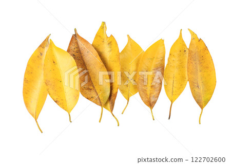 Cutout of yellow leaves with insect holes and dark spots on white background with clipping paths. Cutout of yellow leaves with insect holes and dark spots on white background with clipping paths. 122702600