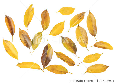 Cutout of yellow leaves with insect holes and dark spots on white background with clipping paths. 122702603