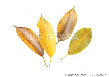 Cutout of yellow leaves with insect holes and dark spots on white background with clipping paths. 122702604