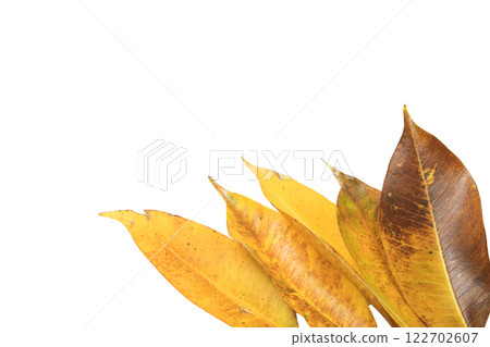 Cutout of yellow leaves with insect holes and dark spots on white background with clipping paths. 122702607