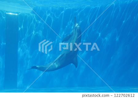 海豚 122702612