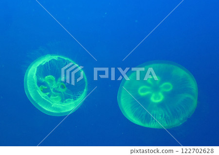 jellyfish jellyfish 122702628