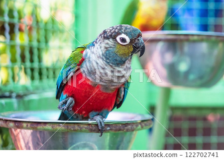 Close up of a colorful parrot. Selective focus. Close up of a colorful parrot. Selective focus. 122702741