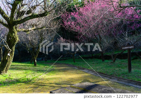 Taniozaki Plum Grove Park, beautiful in the season of plum blossoms (Kumamoto City) 122702977