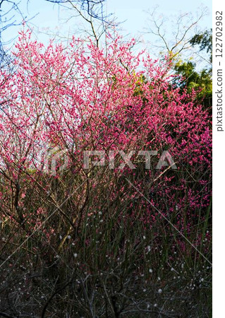 梅花盛開的季節,谷崎梅林公園(熊本市) 梅花盛開的季節,谷崎梅林公園(熊本市) 122702982