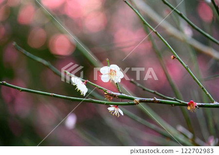 (Close-up of plum blossoms) Beautiful plum blossoms bloom in the season at Yanozaki Plum Grove Park (Kumamoto City) (Close-up of plum blossoms) Beautiful plum blossoms bloom in the season at Yanozaki Plum Grove Park (Kumamoto City) 122702983