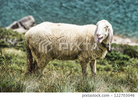 A sheep in a lawn near water 122703046