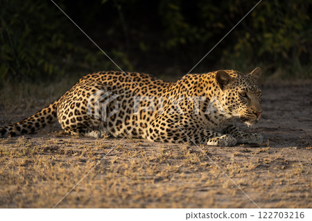Close-up of female leopard lying beside bushes Close-up of female leopard lying beside bushes 122703216