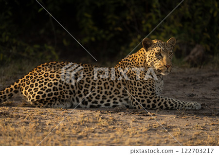 Close-up of female leopard lying by bushes 122703217