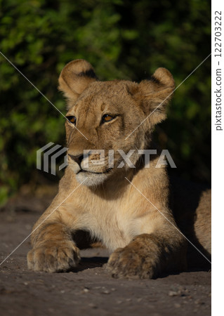 Close-up of lion cub lying showing catchlight 122703222