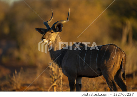 Close-up of male greater kudu standing watching Close-up of male greater kudu standing watching 122703227