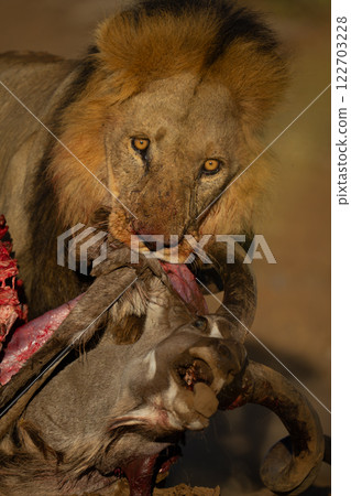 Close-up of male lion dragging dead kudu 122703228