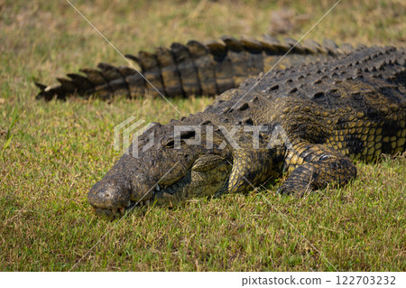 Close-up of Nile crocodile on short grass 122703232