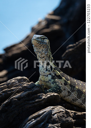 Close-up of Nile monitor on dead tree 122703233
