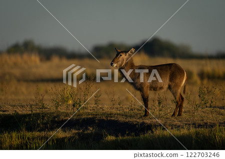 Female common waterbuck stands in profile at sunrise 122703246