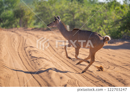 Female greater kudu gallops across sandy track Female greater kudu gallops across sandy track 122703247