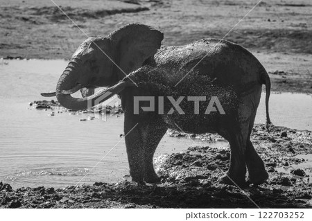 Mono African elephant enjoying mudbath on riverbank Mono African elephant enjoying mudbath on riverbank 122703252
