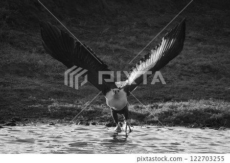 Mono African fish eagle flies across river Mono African fish eagle flies across river 122703255