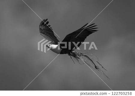 Mono African fish eagle flying with grass Mono African fish eagle flying with grass 122703258