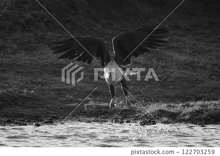 Mono African fish eagle takes off flying Mono African fish eagle takes off flying 122703259