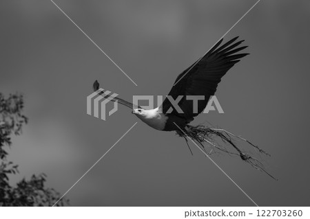 Mono African fish eagle with nesting material 122703260