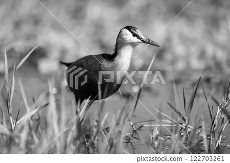 Mono African jacana crosses floodplain in sunshine 122703261