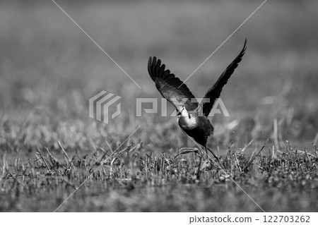 Mono African jacana takes off from floodplain 122703262