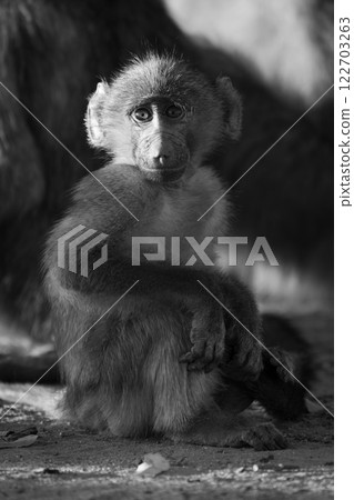 Mono Baby chacma baboon sits facing camera Mono Baby chacma baboon sits facing camera 122703263