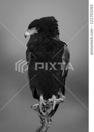 Mono bateleur on branch in golden hour Mono bateleur on branch in golden hour 122703265